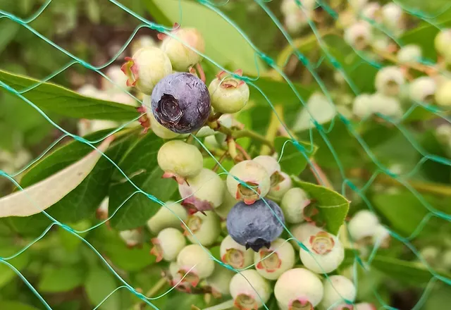 Blueberry reference photograph; the cultivar is not identified.