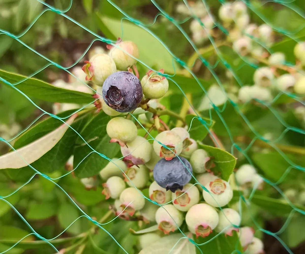Blueberry reference photograph; the cultivar is not identified.