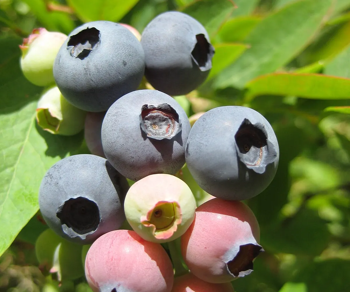 Blueberry reference photograph; the cultivar is not identified.