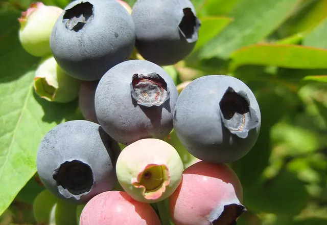 Blueberry reference photograph; the cultivar is not identified.