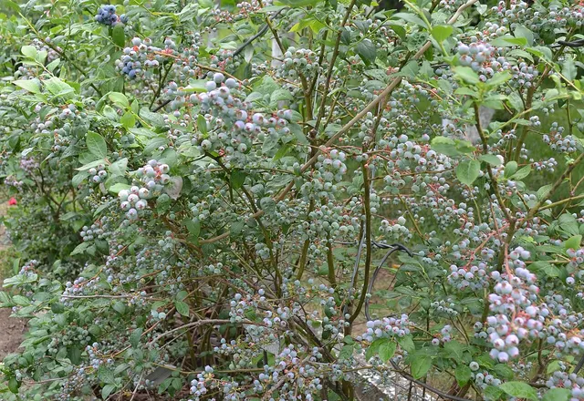 Blueberry reference photograph; the cultivar is not identified.