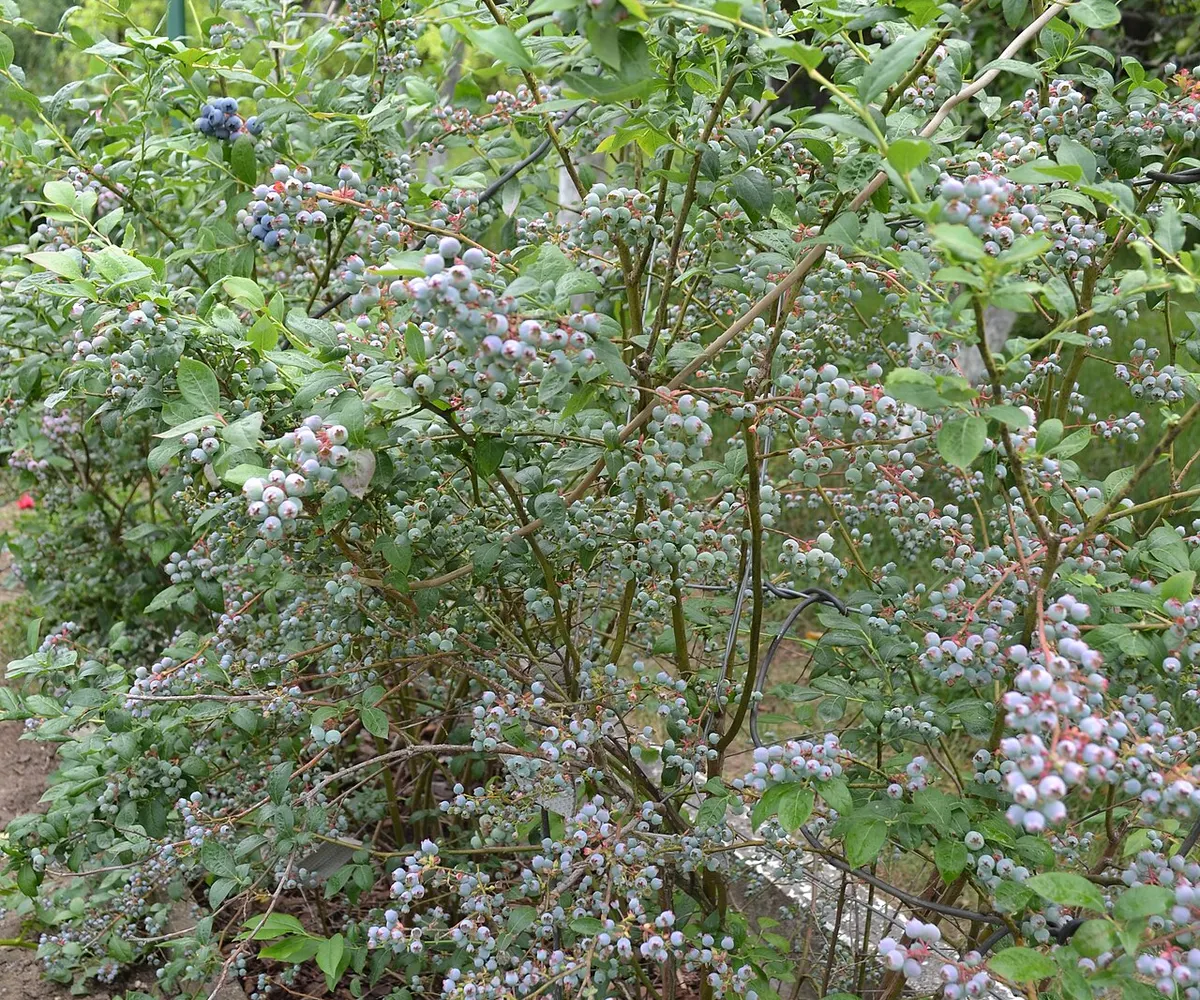 Blueberry reference photograph; the cultivar is not identified.