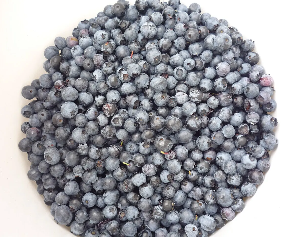 Blueberry reference photograph; the cultivar is not identified.