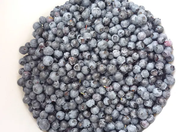 Blueberry reference photograph; the cultivar is not identified.