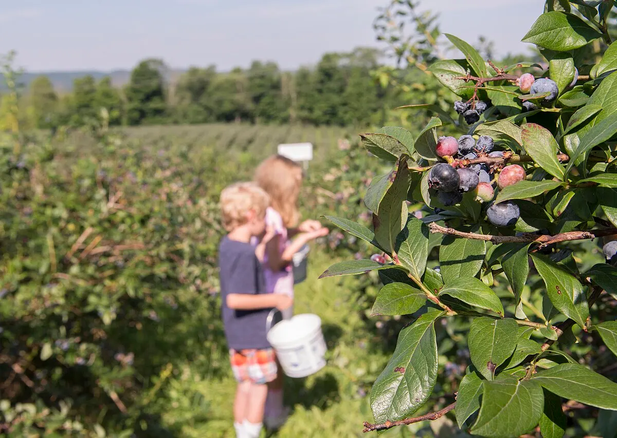Blueberry reference photograph; the cultivar is not identified.