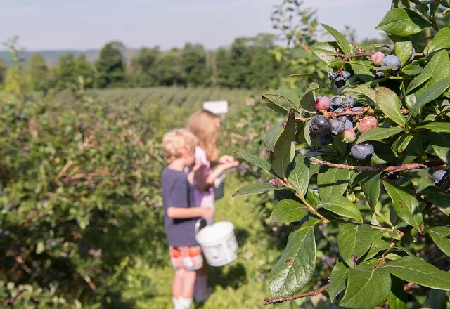 Blueberry reference photograph; the cultivar is not identified.