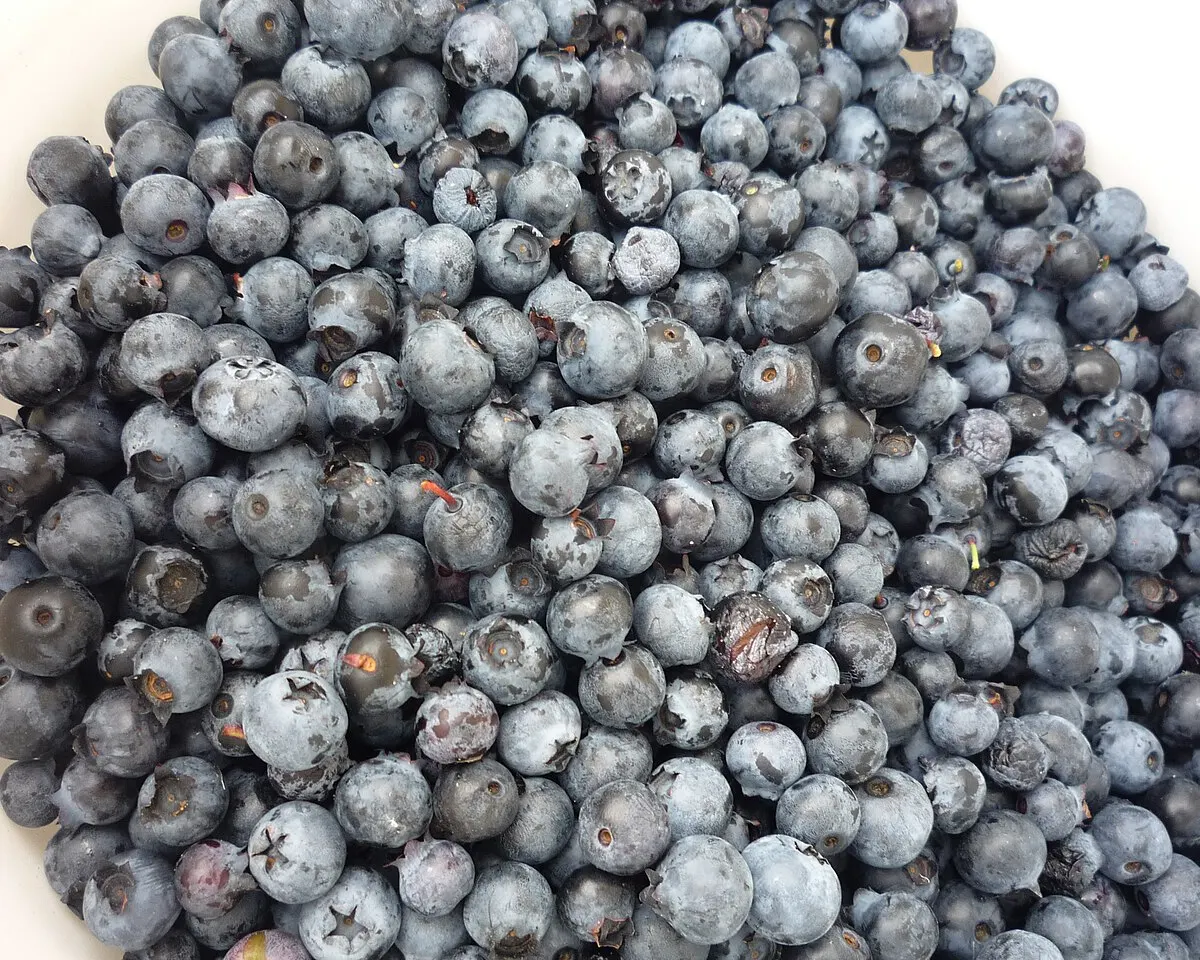 Blueberry reference photograph; the cultivar is not identified.