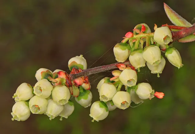 Blueberry reference photograph; the cultivar is not identified.
