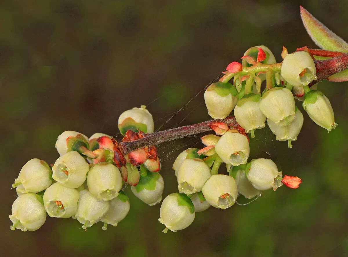 Blueberry reference photograph; the cultivar is not identified.