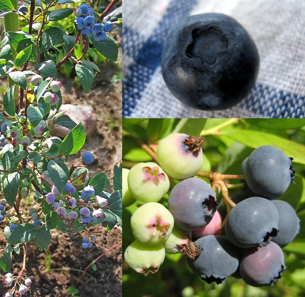 Blueberry reference photograph; the cultivar is not identified.