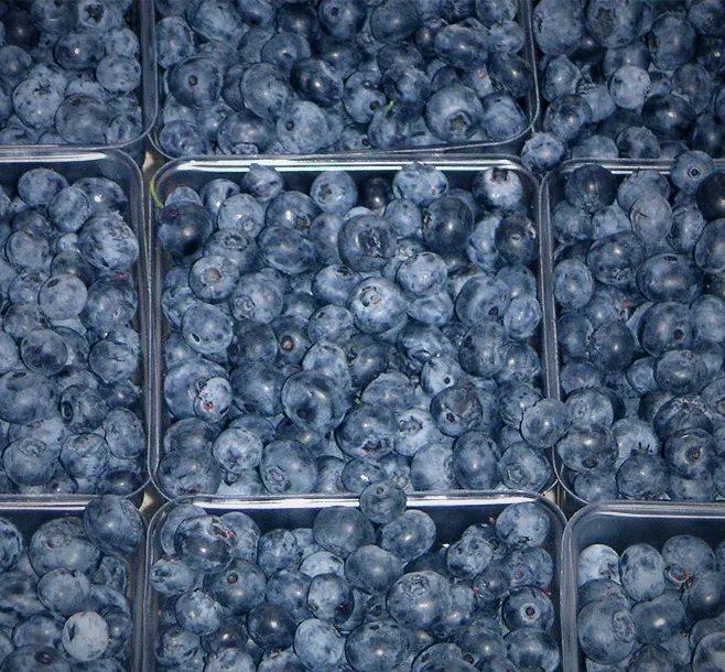 Blueberry reference photograph; the cultivar is not identified.