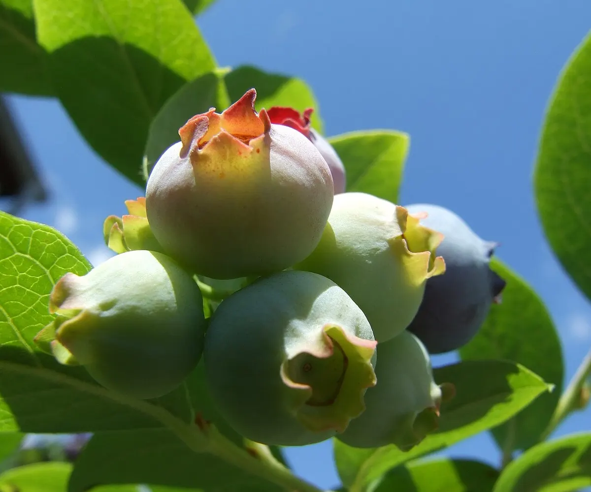Blueberry reference photograph; the cultivar is not identified.