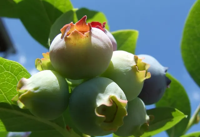 Blueberry reference photograph; the cultivar is not identified.