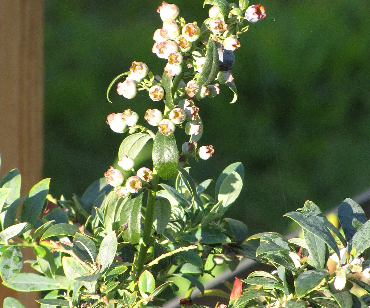 Source identifies this plant as “Sunshine”; not independently authenticated as Sunshine Blue.